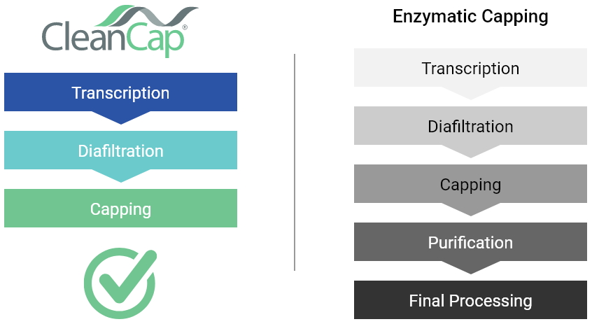 CleanCap技術VS酵素加帽法