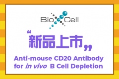 【Bio X Cell】新品上市 Anti-mouse CD20 Antibody for in vivo B Cell Depletion